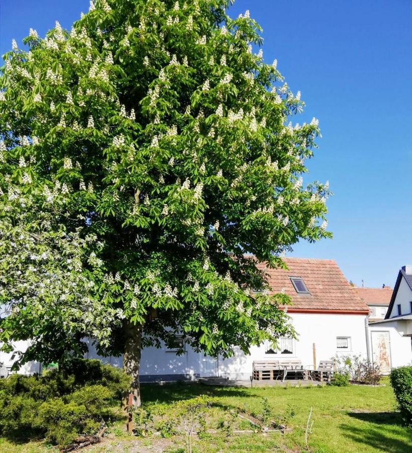 Ferienwohnung Lodig Gross Sarchen Dış mekan fotoğraf